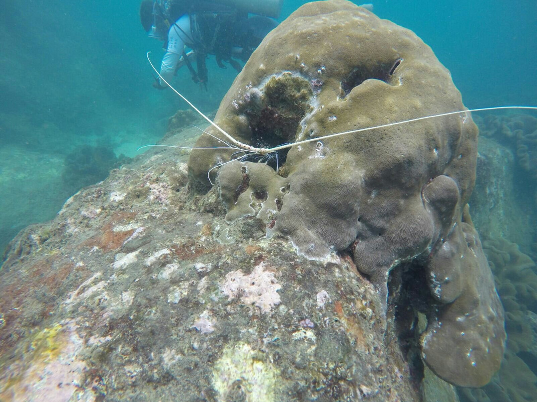 Ypsylon Diving-尼拉瓦利必去景点