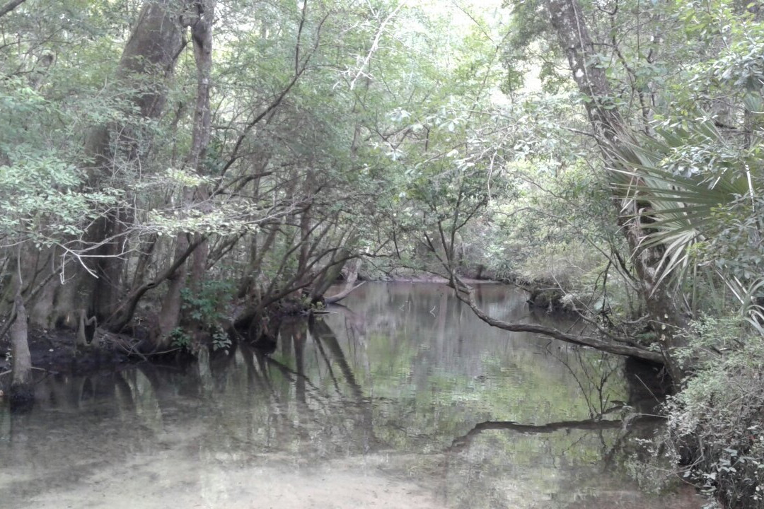 Econfina Canoe Livery景点图片
