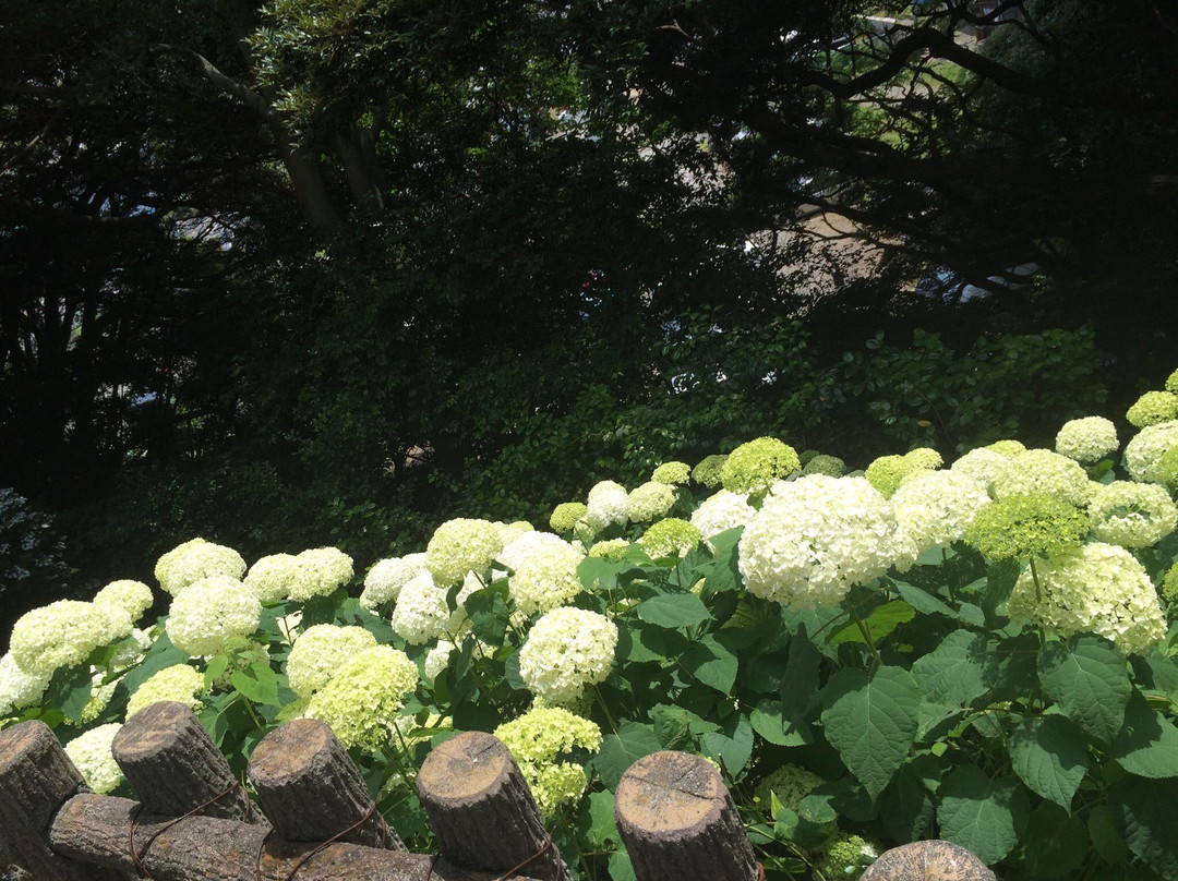 Hydrangea Festival景点图片