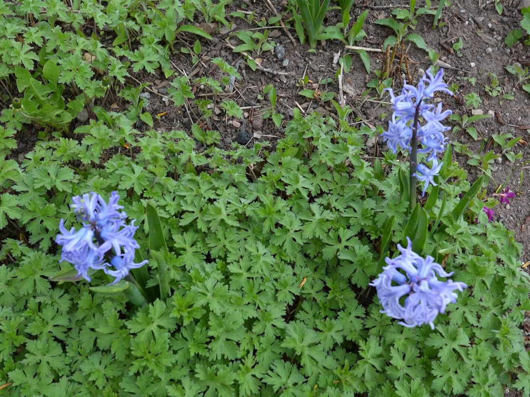 Gerald R. Ford Amphitheater (The Amp)-韦尔必去景点