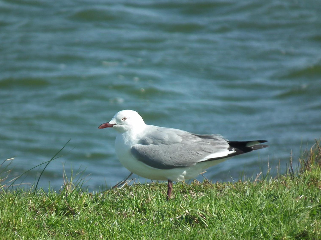 Table View Nature Reserve - Rietvlei Wetlands-Table View必去景点
