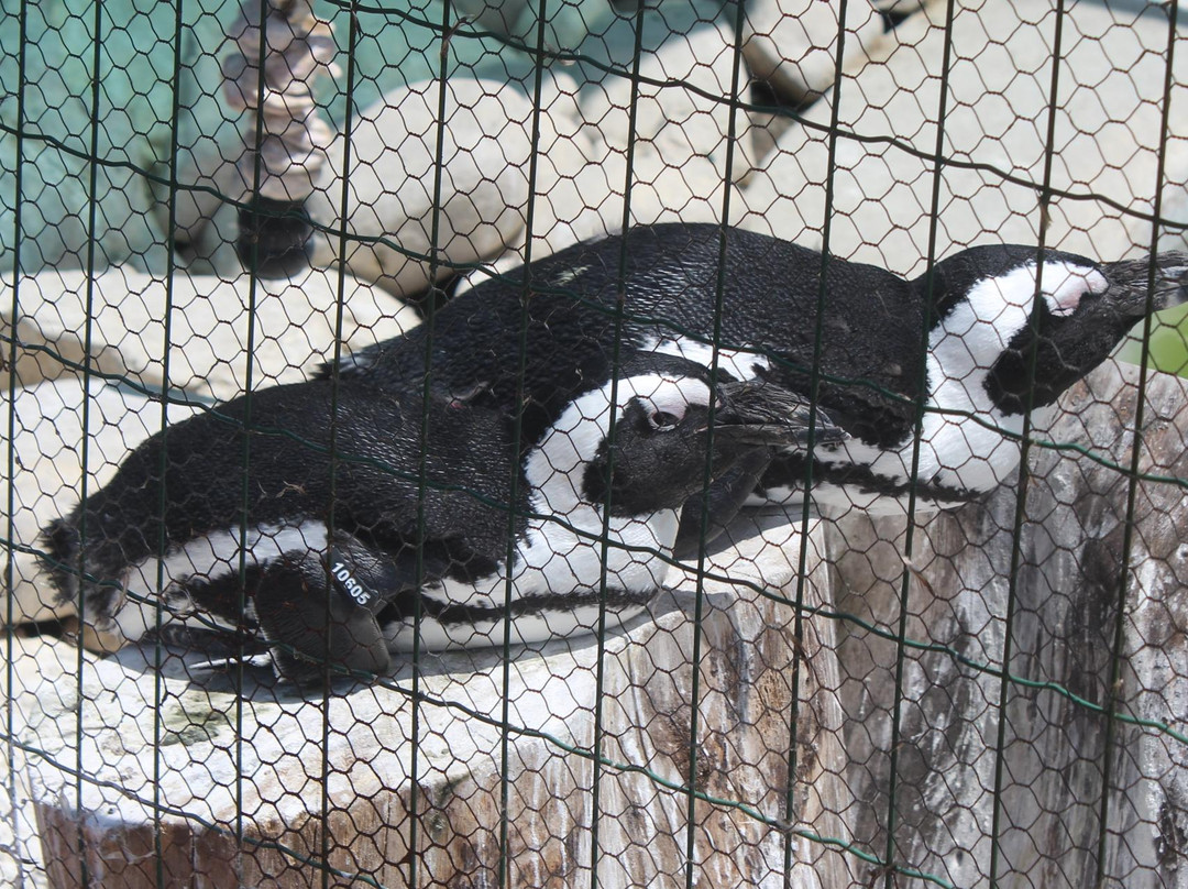 Sanccob Eastern Cape - Penguin Rehabilitation Center-Cape St Francis必去景点