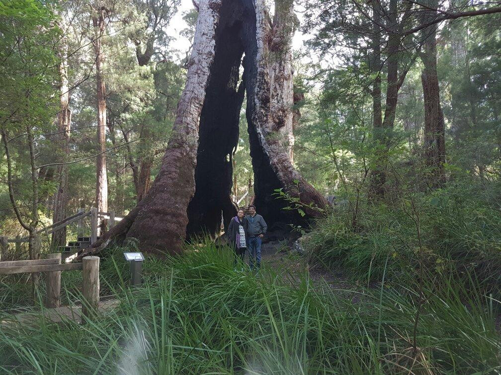 Giant Tingle Tree景点图片