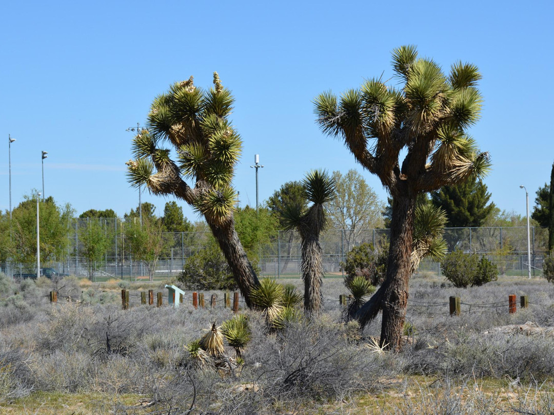 Prime Desert Woodland Preserve-兰开斯特必去景点