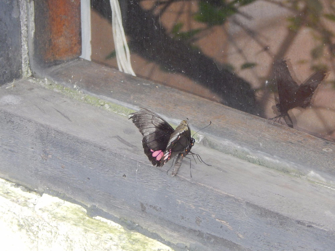 Borboletario de Osasco-Osasco必去景点
