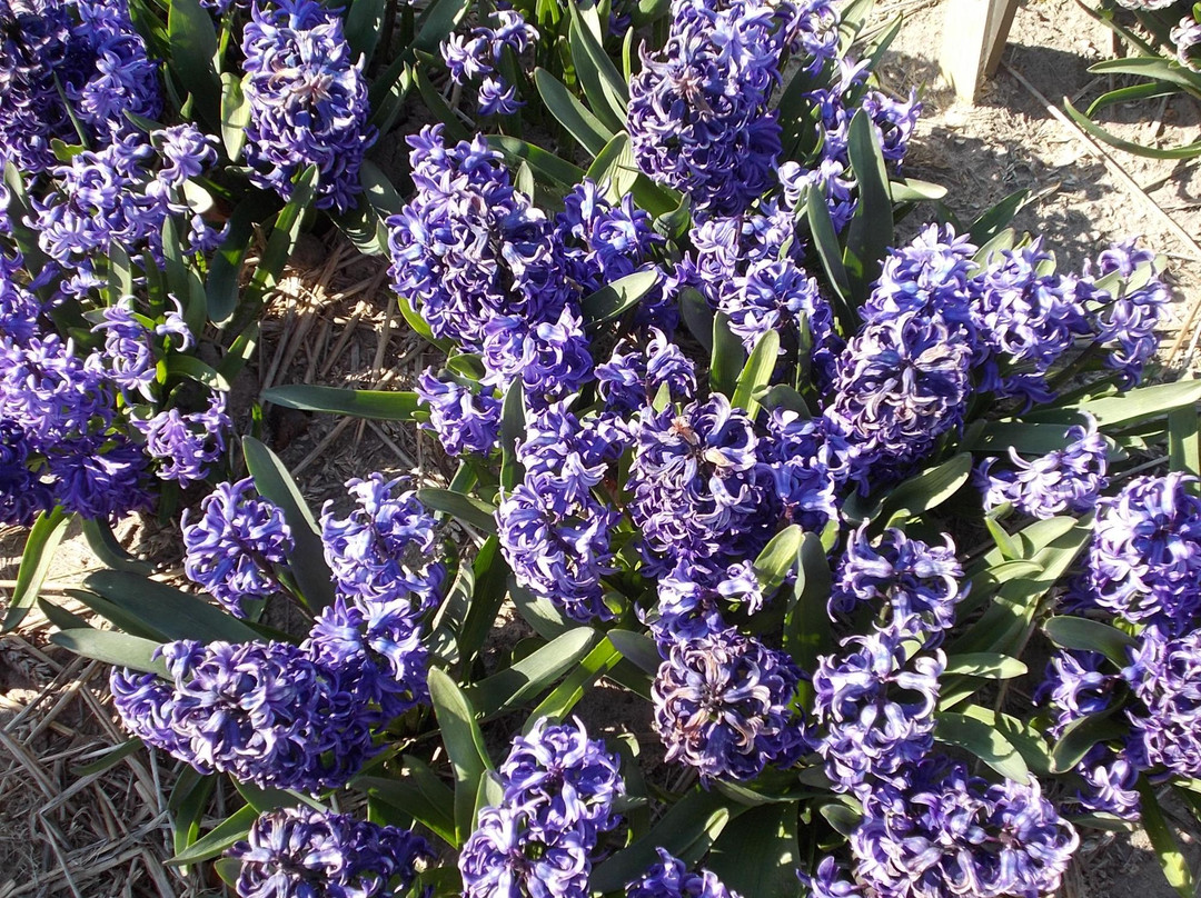 Hortus Bulborum Limmen景点图片