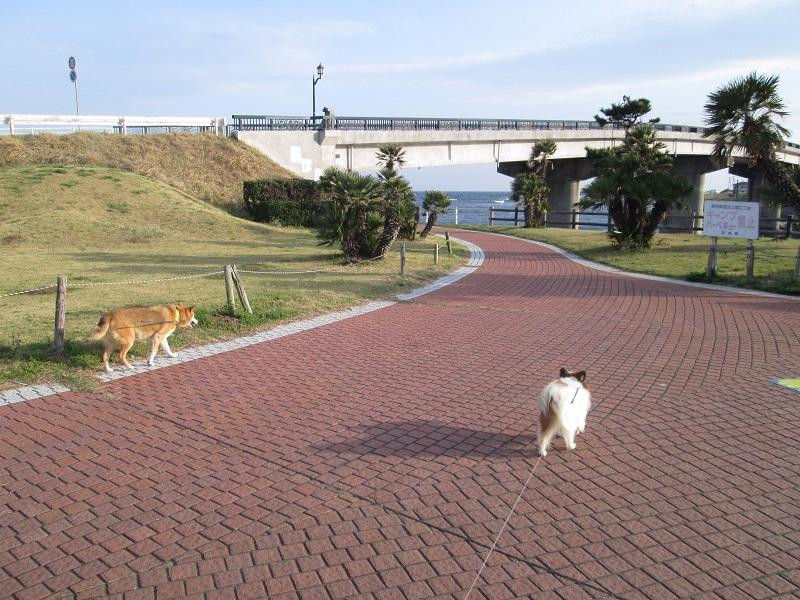 Nambo Chikura Ohashi Park-南房总市必去景点