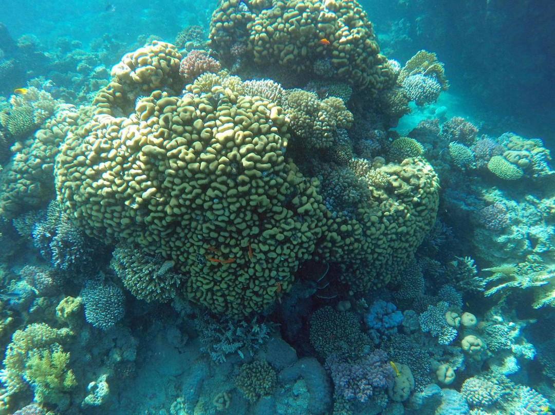 Red Sea Coral Reef Snorkeling at Ras Mohamed National Park with Lunch景点图片