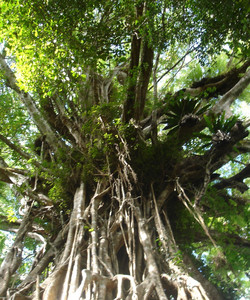 Cathedral Fig Tree景点门票图片