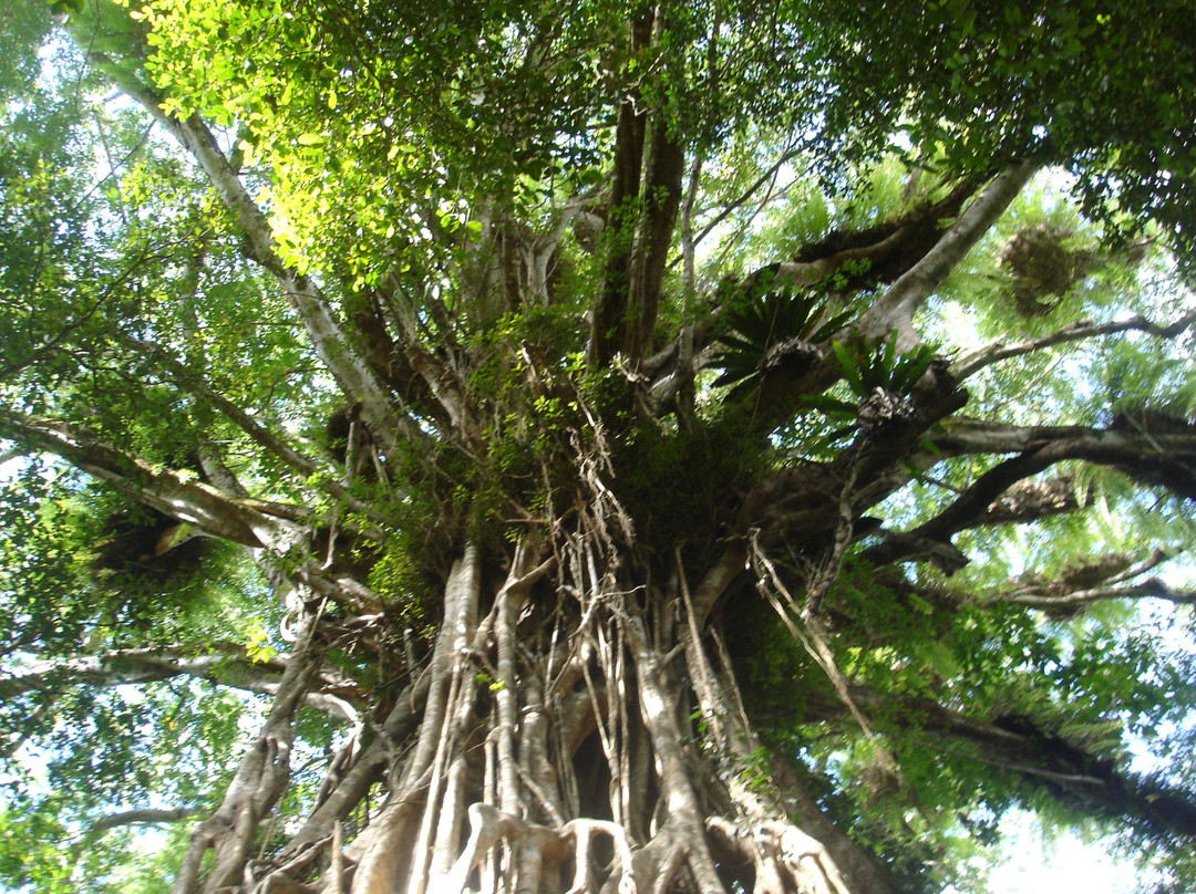 Cathedral Fig Tree景点图片