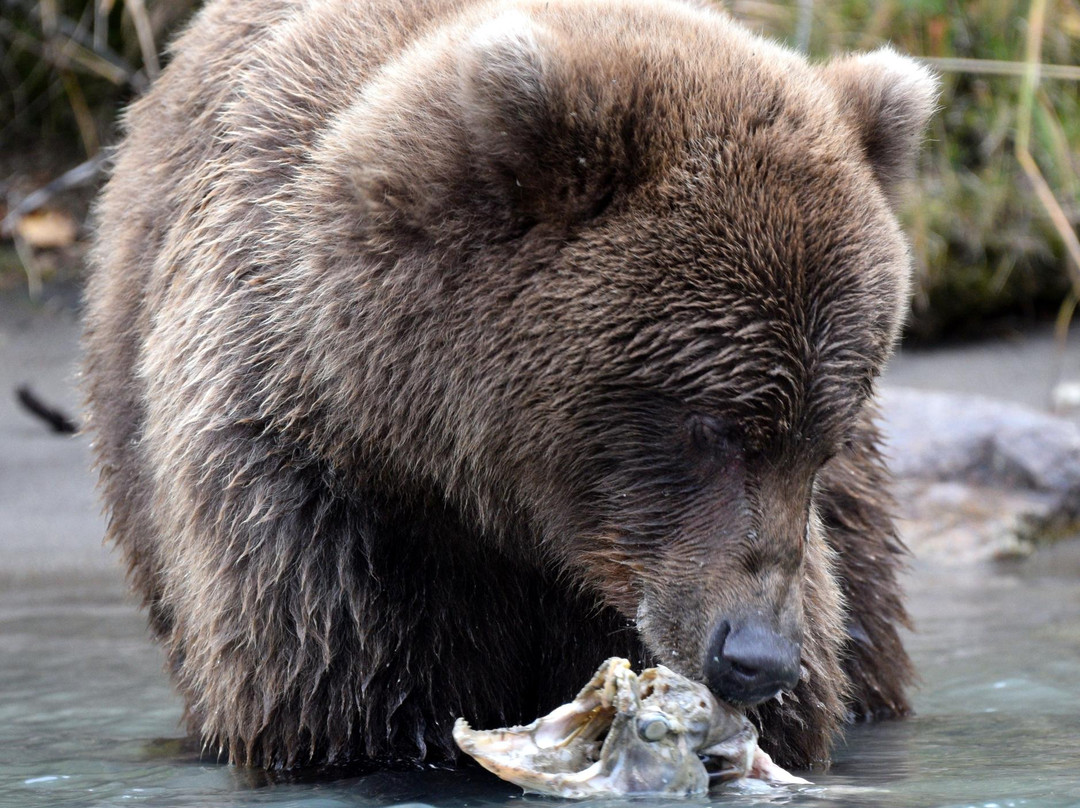 Alaska Bear Expeditions Bear Viewing Tours-卡特迈国家公园及自然保护区必去景点