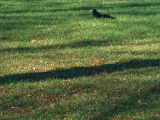 汤姆森纪念公园-多伦多必去景点