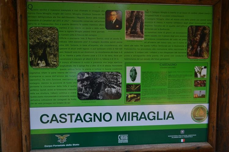 Castagno miraglia景点图片