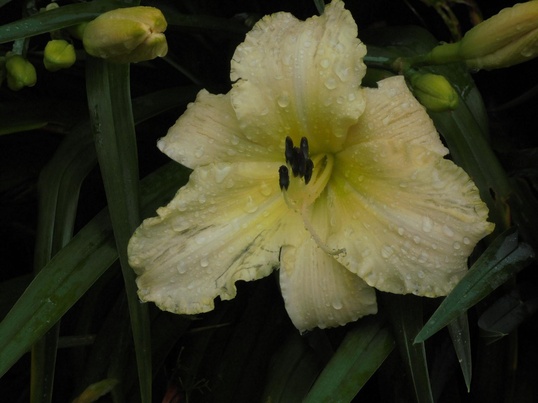 Haarlemmer Kweektuin景点图片