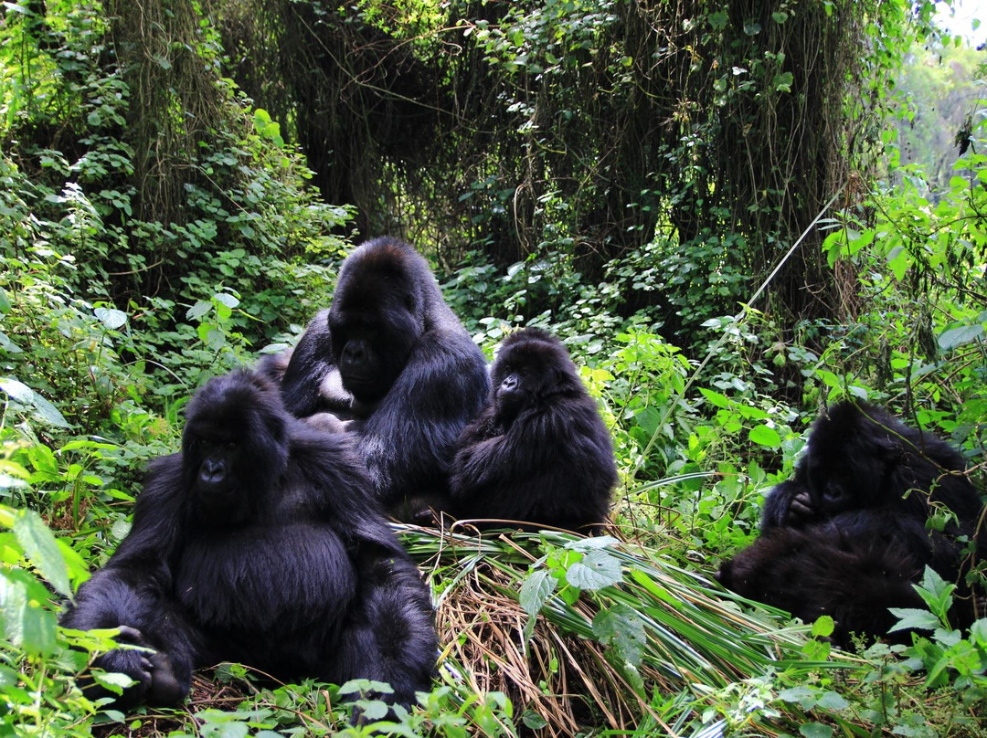 Umubano Tours - Day Tours-Ruhengeri必去景点