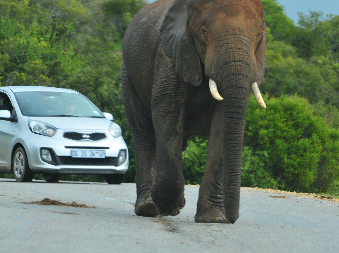 阿多大象国家公园-阿多必去景点