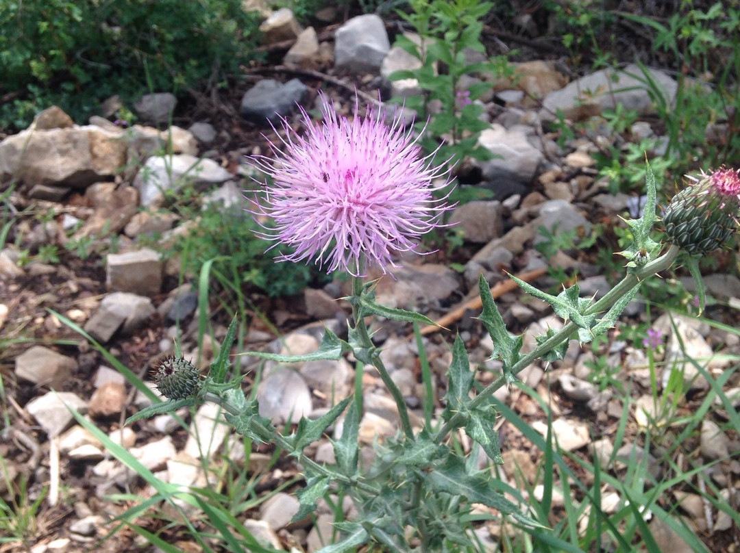 Osha Trail-Cloudcroft必去景点