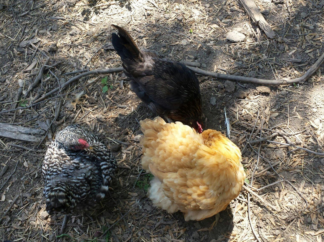 Missouri Town Living History Museum-Lee's Summit必去景点