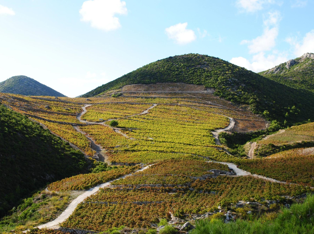 Milos Winery景点图片