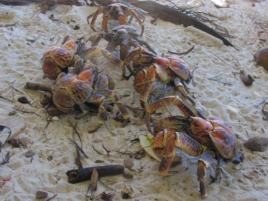 Dolly Beach-圣诞岛必去景点