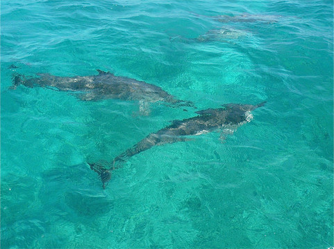 Big Island Day Tours-库克船长必去景点