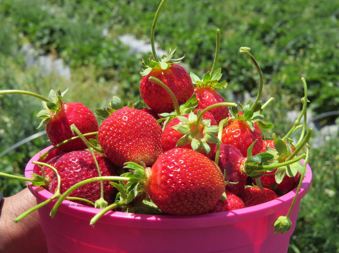 Polkadraai Farm-斯泰伦博斯必去景点