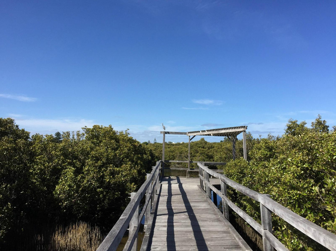 Mangrove Boardwalk景点图片