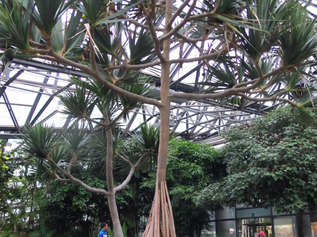 如美地植物园-西归浦市必去景点