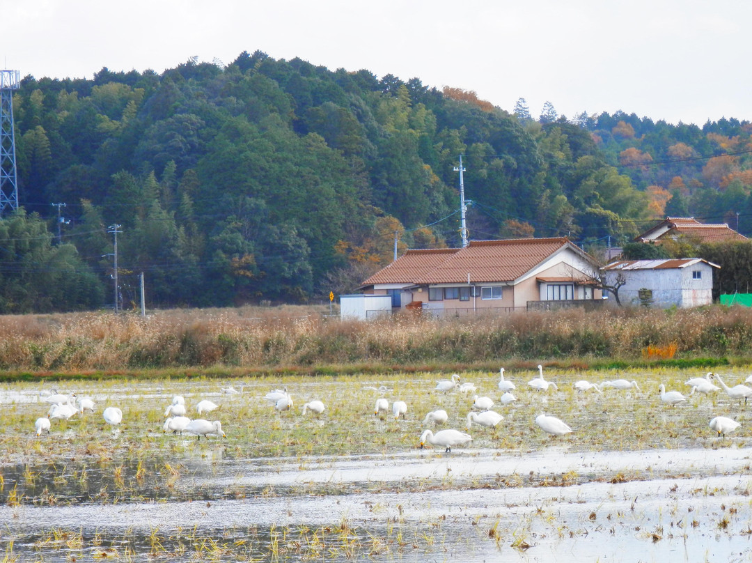 Izumo Orinoki Swan Farm Village-安来市必去景点