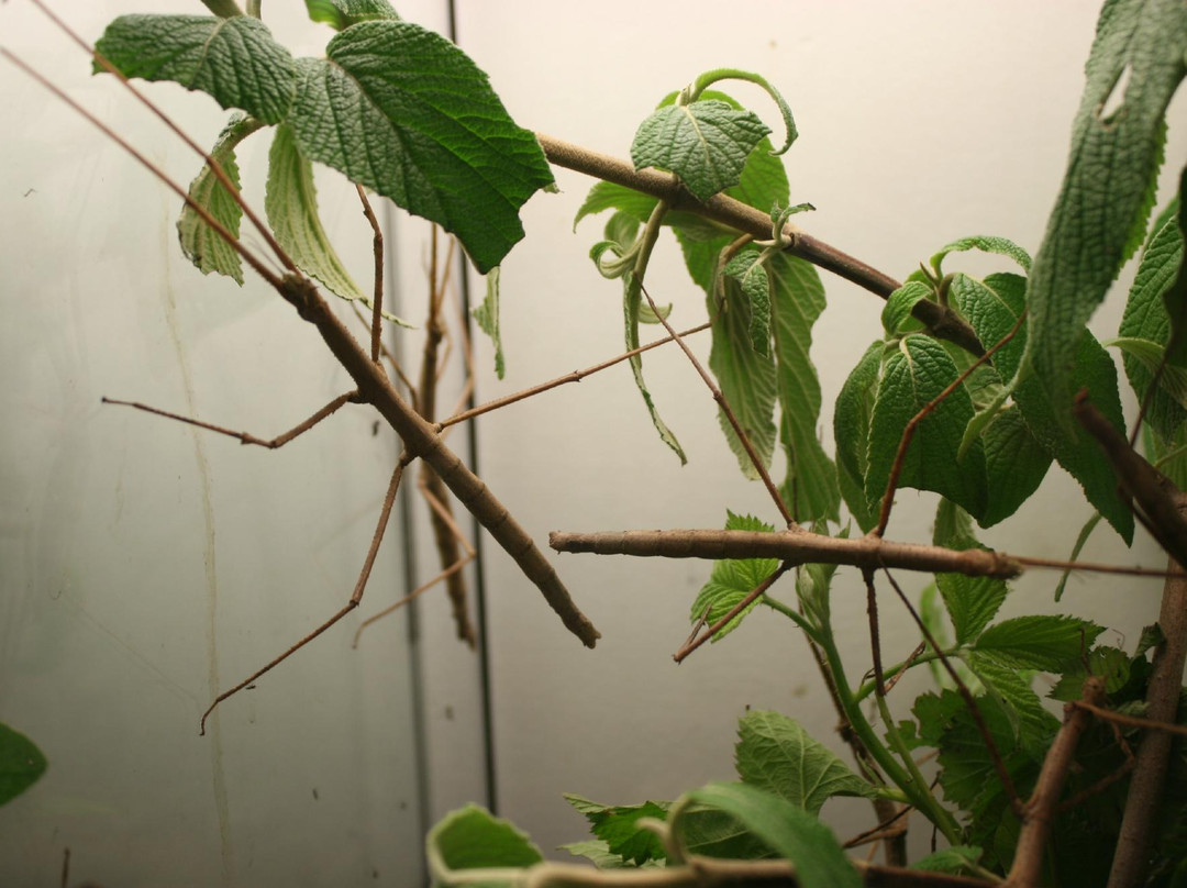 Kansas State University Insect Zoo-曼哈顿必去景点