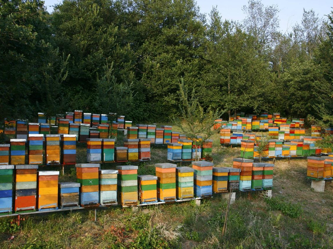 Apicoltura Coppari-Chiaravalle必去景点