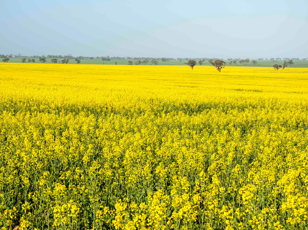 The Bordertown Hotel主图