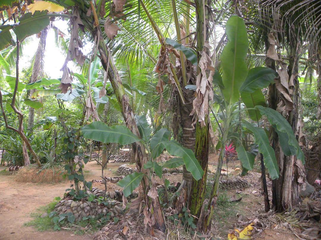 Lagoon Herbal Garden景点图片