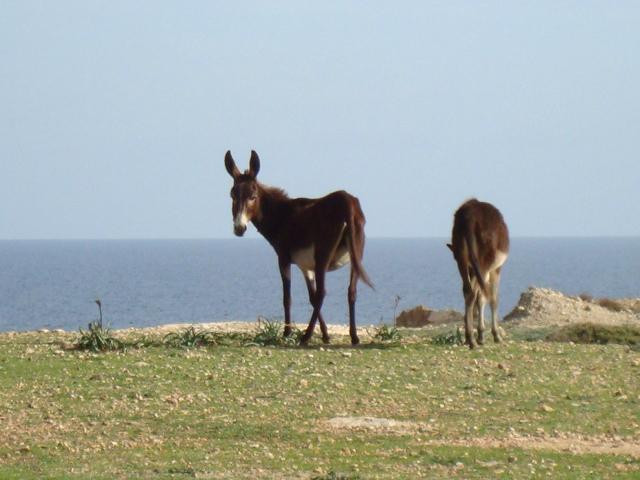 Dipkarpaz Milli Parki - Karpaz National Park Wild Donkey Protection Area景点图片