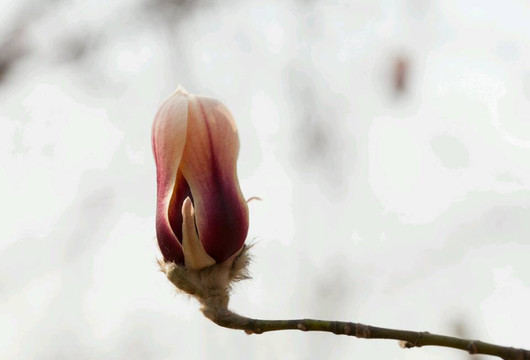 植物园-北京市必去景点