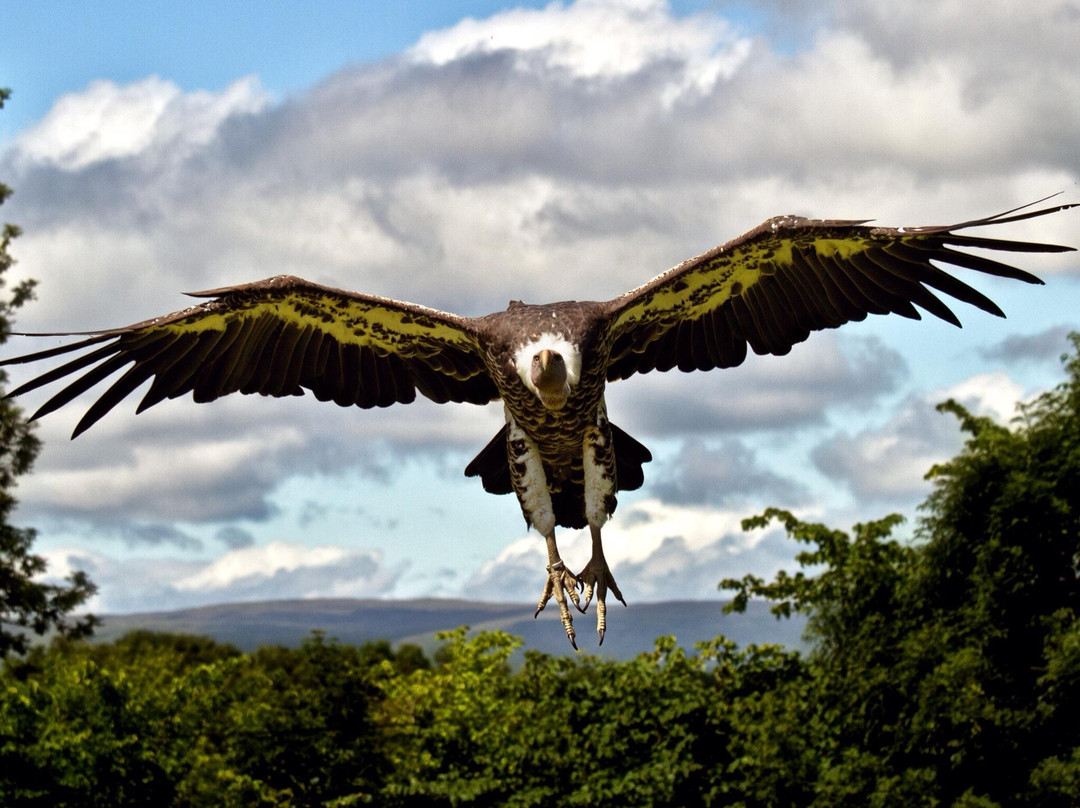 World of Wings Birds of Prey Centre景点图片