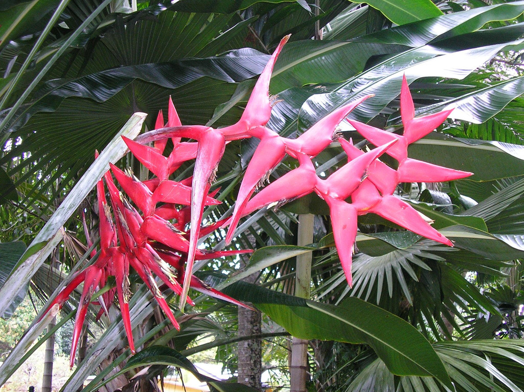 凯恩斯植物园-凯恩斯必去景点