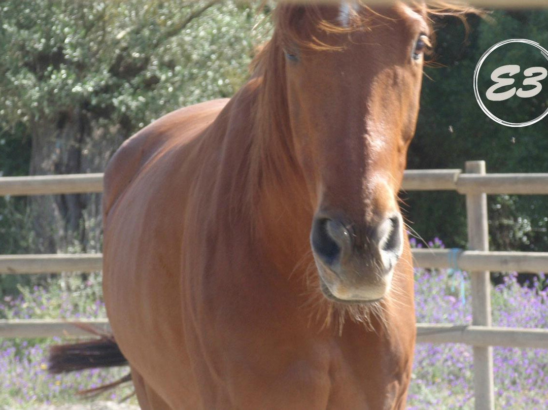 E3 Endurance Equestrian Experience景点图片