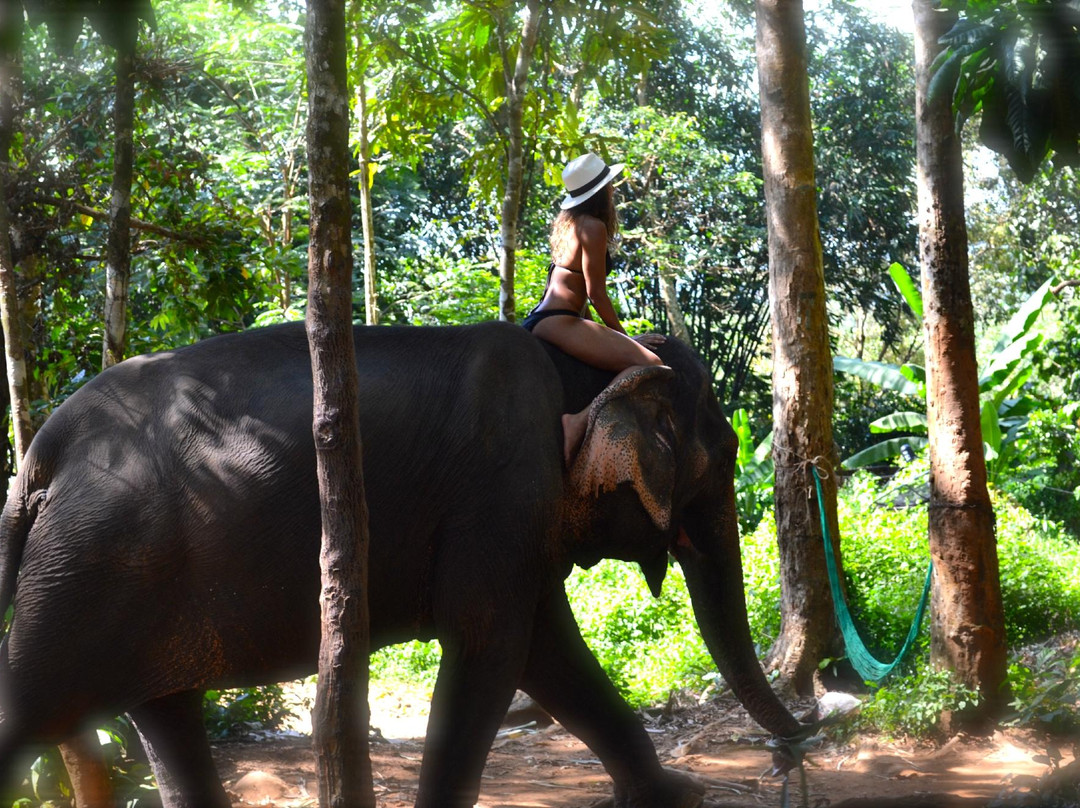 Ban Kwan大象营景点图片