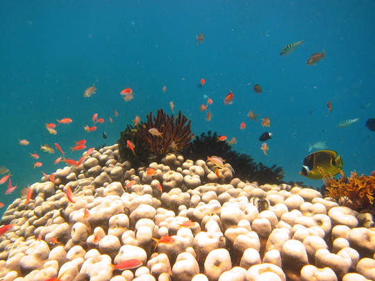 Blue Paradise Diving-沙努尔必去景点