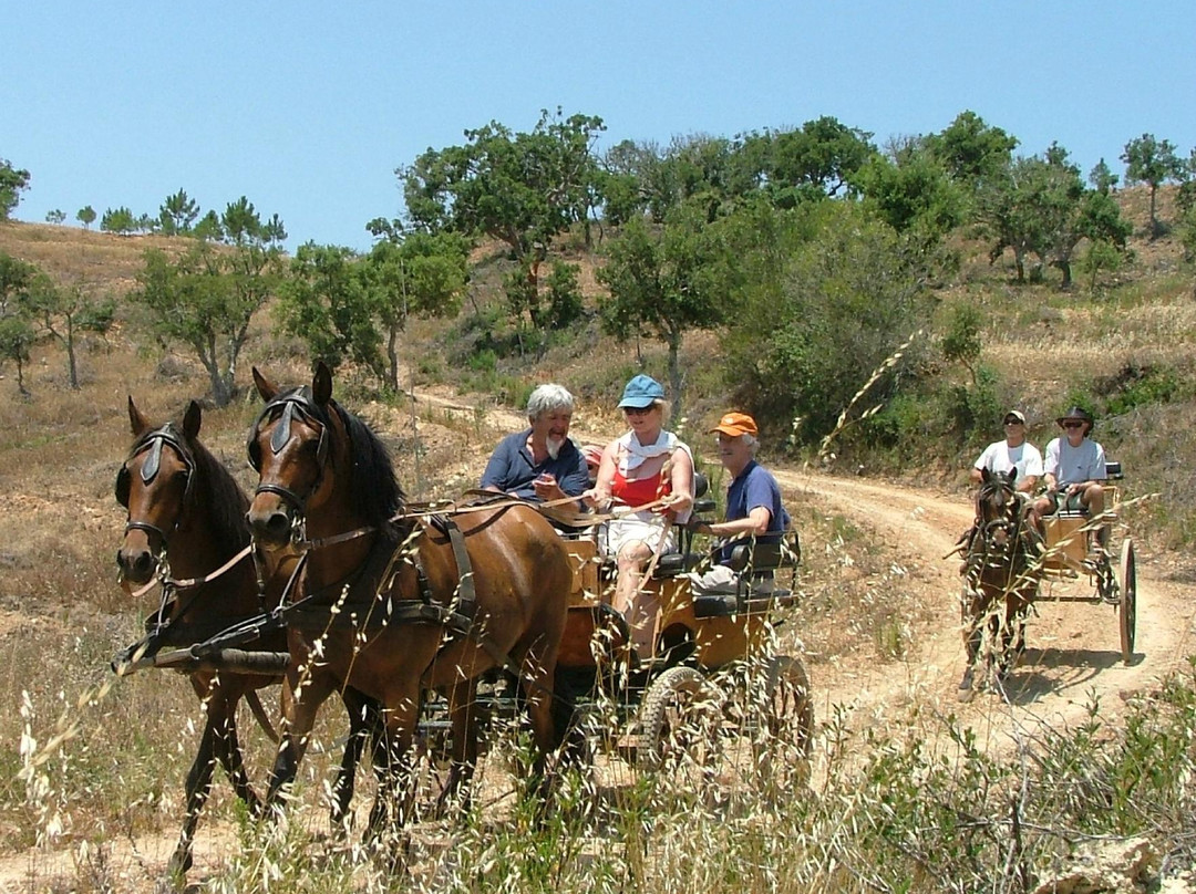 Horses in the Sun景点图片