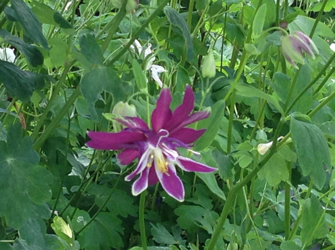Touchwood Aquilegia Garden景点图片
