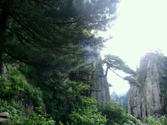 迎客松-黄山市必去景点