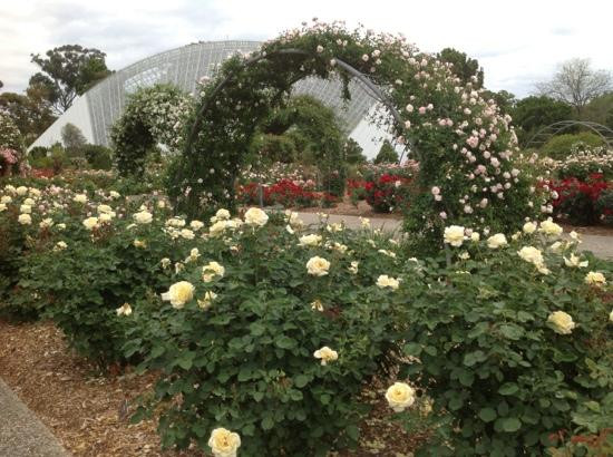 阿德莱德植物园-阿德莱德必去景点