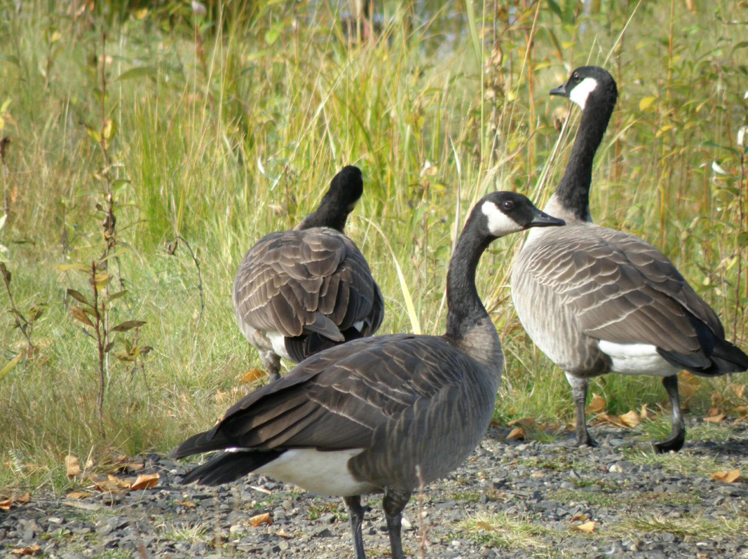 Creamer's Field Migratory Waterfowl Refuge-费尔班克斯必去景点
