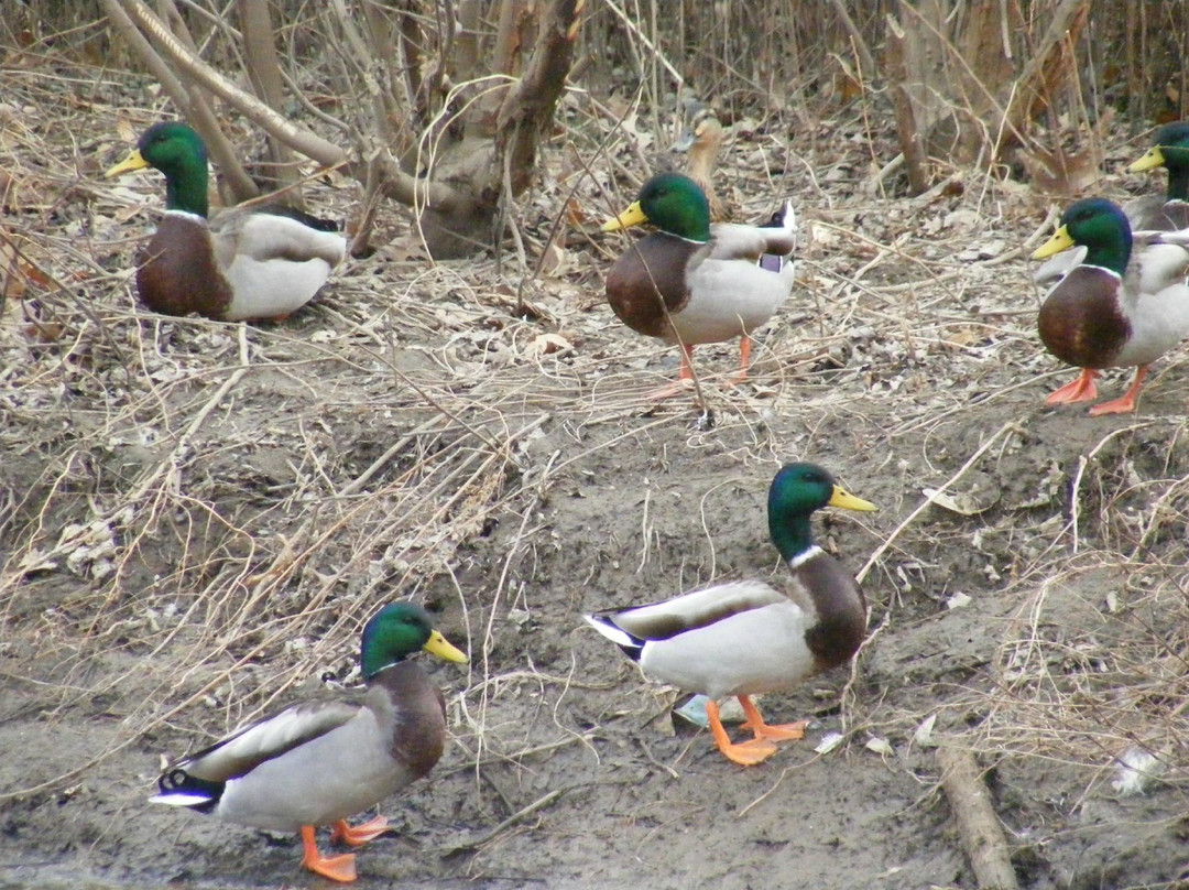 Mohawk Park-塔尔萨必去景点