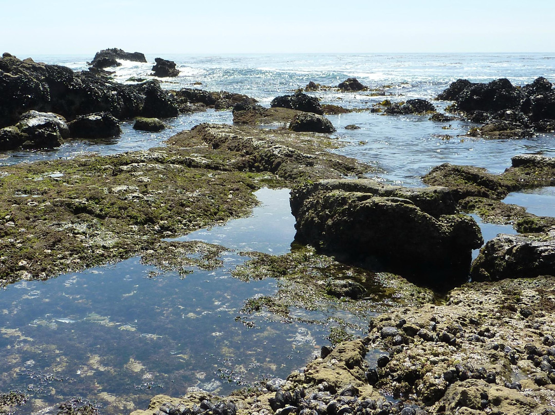 Glenn E. Vedder Ecological Reserve - Underwater Park and Tidepools-拉古纳海滩必去景点