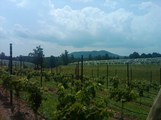 Round Peak Vineyard-Mount Airy必去景点