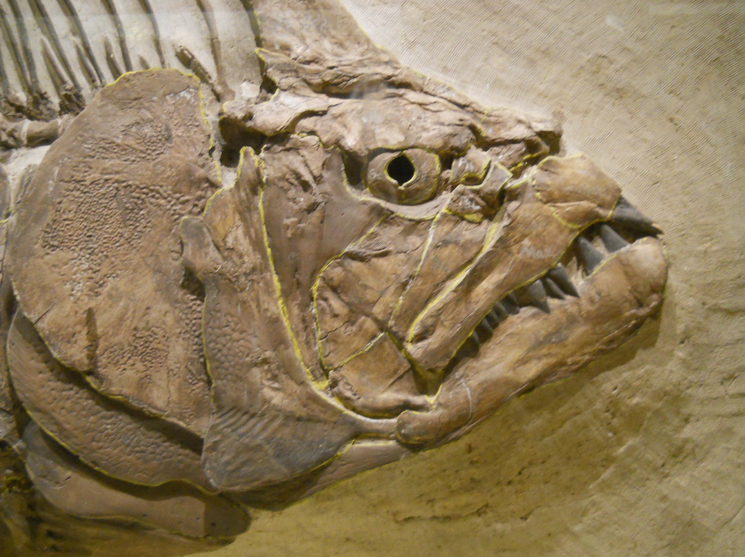 Biodiversity Institute and Natural History Museum-劳伦斯必去景点