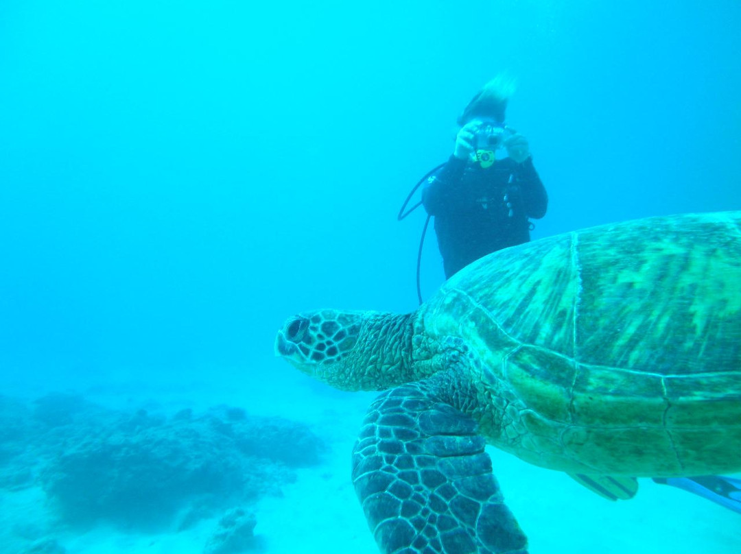 欧湖岛潜水之旅-火奴鲁鲁必去景点